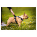 Vsepropejska Zodo sportovní postroj  pro psa | 39 – 92 cm Barva: Zelená, Obvod hrudníku: 67 - 92