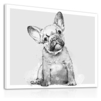 Obraz na plátně FRENCH BULLDOG A různé rozměry Ludesign ludesign obrazy: 100x80 cm