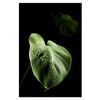 Ilustrace Close-up of leaves of monstera plant with dewdrops, Cavan Images, 26.7 × 40 cm