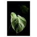 Ilustrace Close-up of leaves of monstera plant with dewdrops, Cavan Images, 26.7 × 40 cm