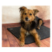 Výhřevná podložka pro psy THERMODOG 3523000 - topný koberec 40x60cm BS0454