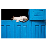 Fotografie Sleeping cat, Photography by Jeremy Villasis. Philippines., 40 × 26.7 cm