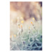 Fotografie Tiny flowers at sunset, Javier Pardina, (26.7 x 40 cm)