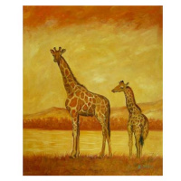 Obraz - Dvě žirafy