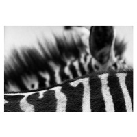 Fotografie Art of Zebra Stripes and Mane, Vicki Jauron, Babylon and Beyond Photography, 40 × 26.