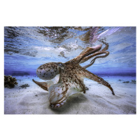 Fotografie Dancing Octopus, Barathieu Gabriel, 40 × 26.7 cm