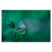 Umělecká fotografie Common Blue Butterfly on Green Nature, oxygen, (40 x 26.7 cm)