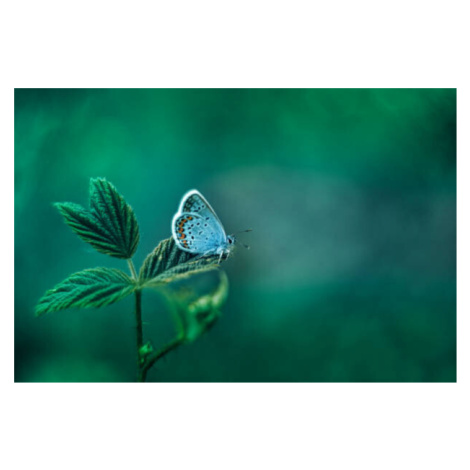 Fotografie Common Blue Butterfly on Green Nature, oxygen, 40 × 26.7 cm