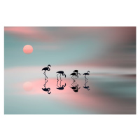 Fotografie Family flamingos, Natalia Baras, 40 × 26.7 cm