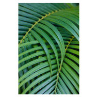 Fotografie Tropical Coconut Palm Leaves, Darrell Gulin, 26.7x40 cm
