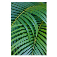 Fotografie Tropical Coconut Palm Leaves, Darrell Gulin, 26.7 × 40 cm