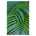 Fotografie Tropical Coconut Palm Leaves, Darrell Gulin, 26.7 × 40 cm