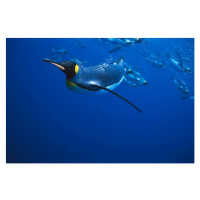 Fotografie KING PENGUIN SWIMMING, OTHERS IN BACKGROUND, Kevin Schafer, 40 × 26.7 cm