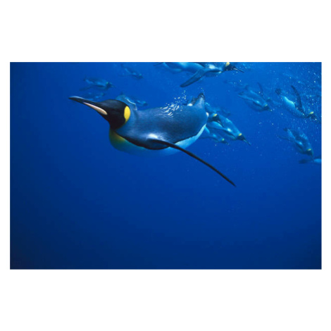 Fotografie KING PENGUIN SWIMMING, OTHERS IN BACKGROUND, Kevin Schafer, 40x26.7 cm