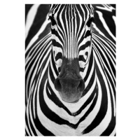 Fotografie ZEBRA, Luis Duran, 26.7 × 40 cm