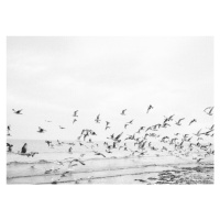 Fotografie Seagulls - Coastal black and white, Raisa Zwart, 40 × 30 cm