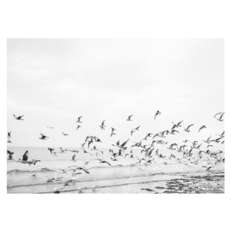 Plakát, Obraz - Seagulls - Coastal black and white, Raisa Zwart, 40 × 30 cm
