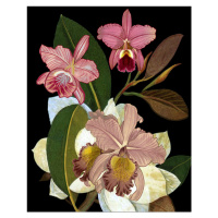 Ilustrace Orchids for Phyllis Botanical, giovanna nicolo, (30 x 40 cm)