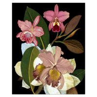 Ilustrace Orchids for Phyllis Botanical, giovanna nicolo, 30 × 40 cm