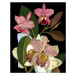 Ilustrace Orchids for Phyllis Botanical, giovanna nicolo, 30 × 40 cm