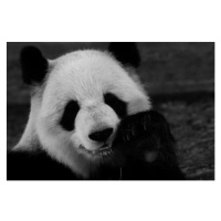 Fotografie Close-up of dog,Buford,Georgia, Keren Blanco / 500px, 40 × 26.7 cm