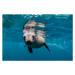 Fotografie Young Australian fur seal, Montague Island, by wildestanimal, 40 × 26.7 cm