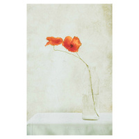 Ilustrace Two Poppies in a Bottle, Delphine Devos, (26.7 x 40 cm)