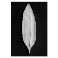 Fotografie Feather 008, Studio Collection, 26.7 × 40 cm