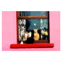 Fotografie Cats At Window Near Kilkee, Co Clare, Ireland, Design Pics / The Irish Image Collecti