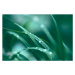 Fotografie Fresh spring grass, Jasmina007, 40 × 26.7 cm