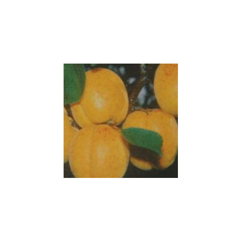 Meruňka 'Hargrand' květináč 7,5 litru, čtvrtkmen, SAMOSPRAŠNÁ ARBOEKO
