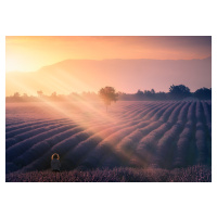 Fotografie Walking among lavenders, joanaduenas, 40 × 30 cm