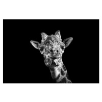 Fotografie Giraffe in Black and White, Malcolm MacGregor, 40 × 26.7 cm