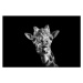 Fotografie Giraffe in Black and White, Malcolm MacGregor, 40 × 26.7 cm