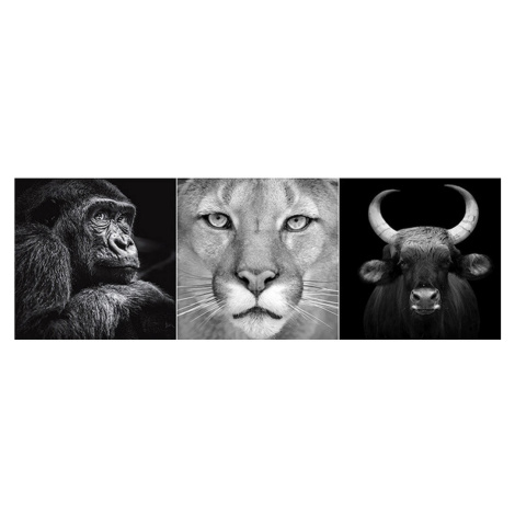 Euroart OBRAZ NA SKLE, zvířata cm