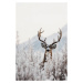 Fotografie Curious Deer, Treechild, (26.7 x 40 cm)