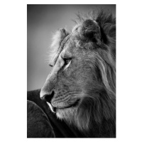 Fotografie Mono close-up of male lion looking left, nicholas_dale, 26.7x40 cm