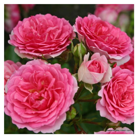 Růže Kordes 'Amica' 2 litry