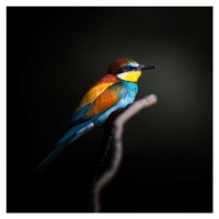 Fotografie Colorful Darkly, Fegari, 40 × 40 cm