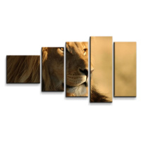 Obraz - 5-dílný Lev 3 - 100x60 cm