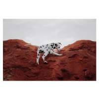 Fotografie Dalmatiner Welpe spielt und rennt verspielt, Tabitha Roth, (40 x 26.7 cm)
