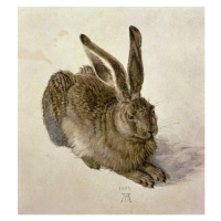 Obrazová reprodukce Hare, 1502, Albrecht Dürer, 35x40 cm