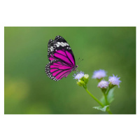 Fotografie Purple Butterfly on flowers, BirdHunter591, (40 x 26.7 cm)