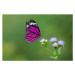 Fotografie Purple Butterfly on flowers, BirdHunter591, 40 × 26.7 cm