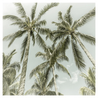 Umělecká fotografie Lovely Vintage Palm Trees, Melanie Viola, (40 x 40 cm)
