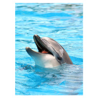 Umělecká fotografie Dolphin open mouth, IMNATURE, (30 x 40 cm)