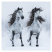 Fotografie Two gray long-maned Andalusian horses run gallop, Kseniya Rimskaya, 40x40 cm