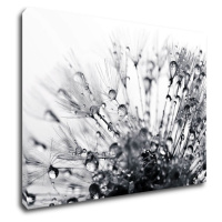 Impresi Obraz Pampeliška s kapkami vody - 70 x 50 cm