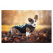 Vsepropejska Pinta zimní bunda pro psa s postrojem Barva: Růžová, Délka zad (cm): 26, Obvod hrud