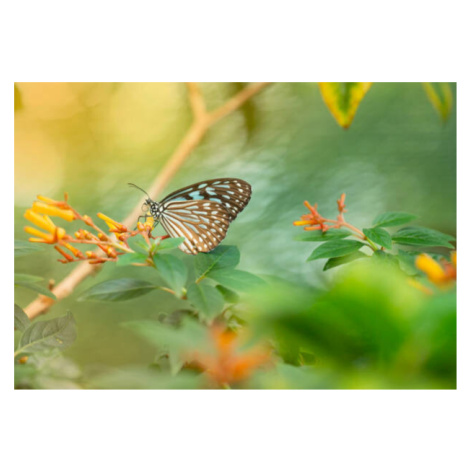 Plakát, Obraz - Butterfly-Stock image, Sepidehmaleki, 40 × 26.7 cm